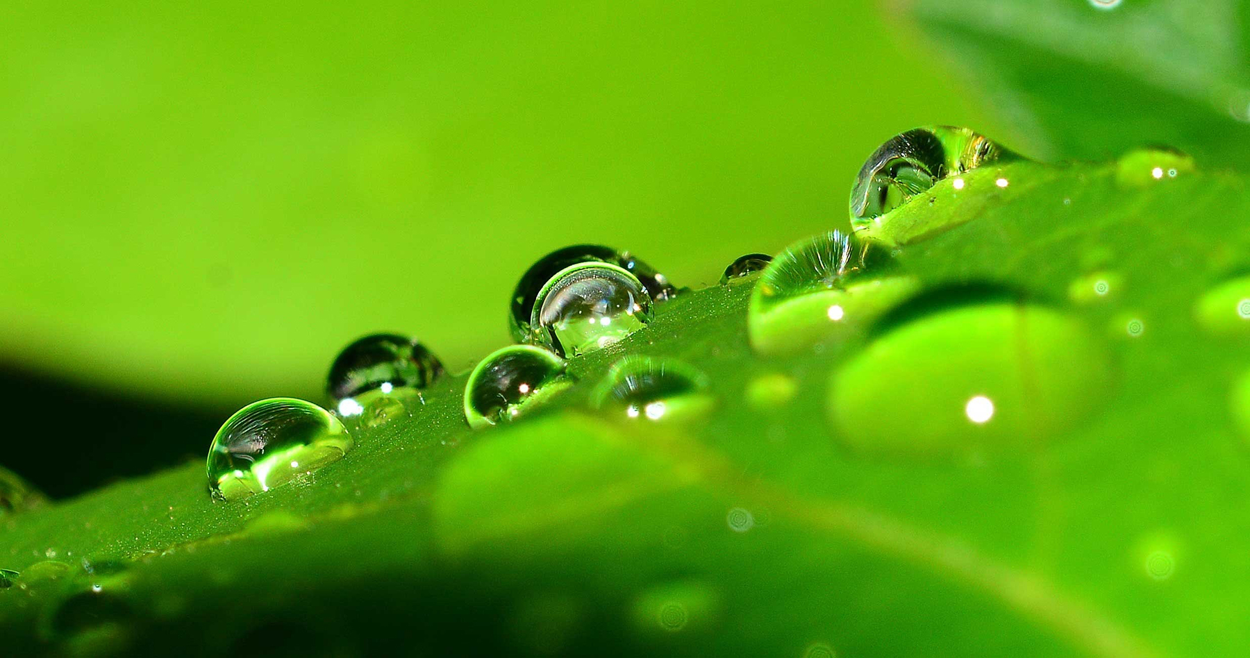 Michele_Bruno_Home_Slider_Grass_water