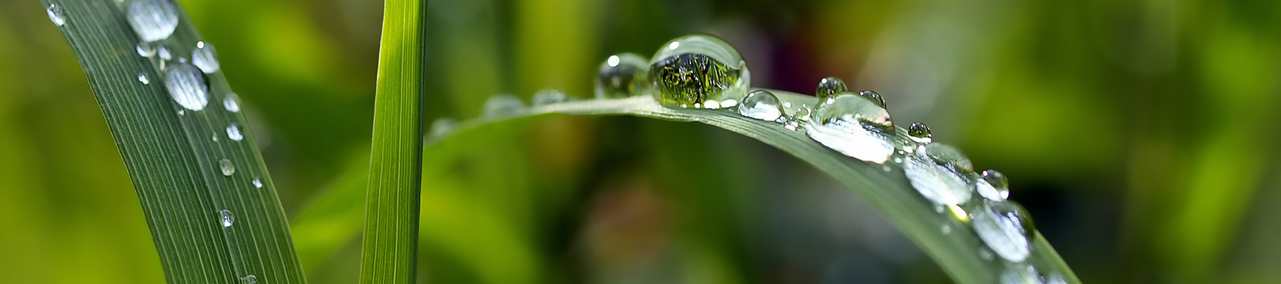 Grass