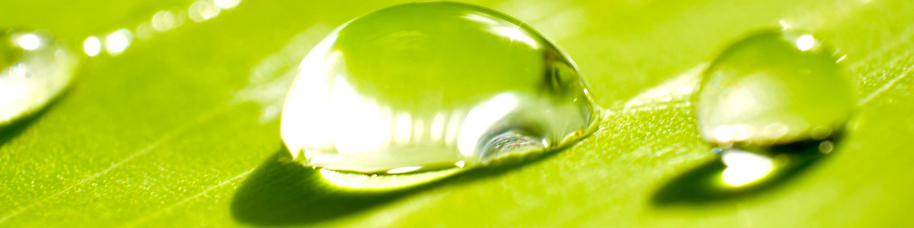 Water-on-the-leaf